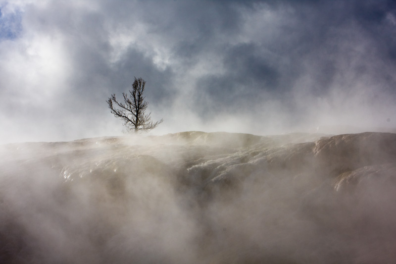 Dead Tree Through Steam